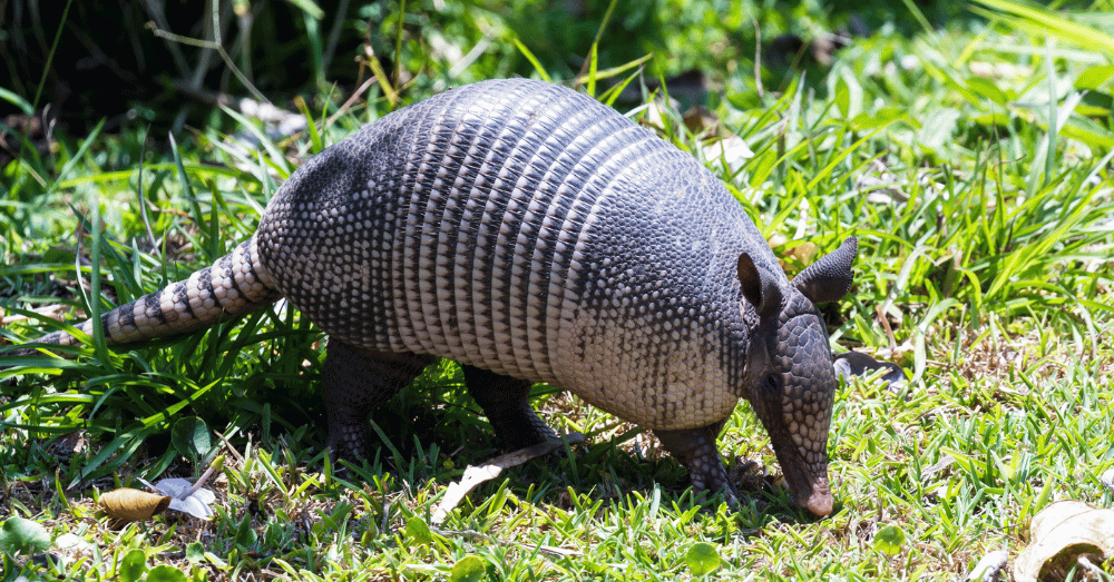 Armadillos Are Taking Over Indiana and No One Saw It Coming - armadillo eating grass