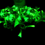 Glowing Gardens: Bioluminescent Petunias Light Up Your Nighttime Oasis