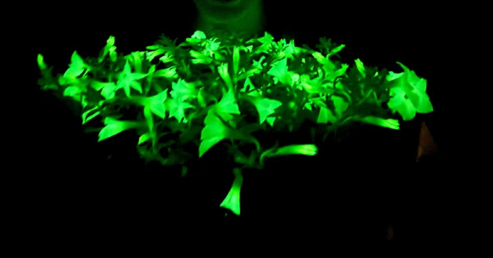 Glowing Gardens: Bioluminescent Petunias Light Up Your Nighttime Oasis