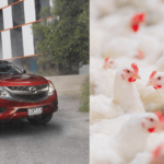 The Strange Reason Why You Can't Buy a New Mazda Truck in the U.S. - Mazda BT-50 and chickens - banner