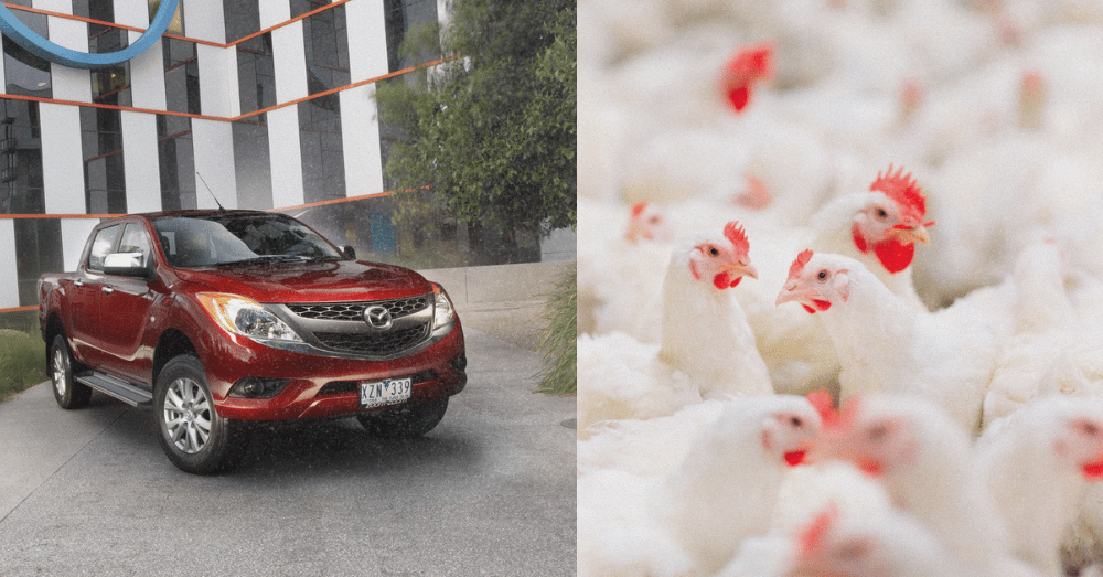 The Strange Reason Why You Can't Buy a New Mazda Truck in the U.S. - Mazda BT-50 and chickens - banner