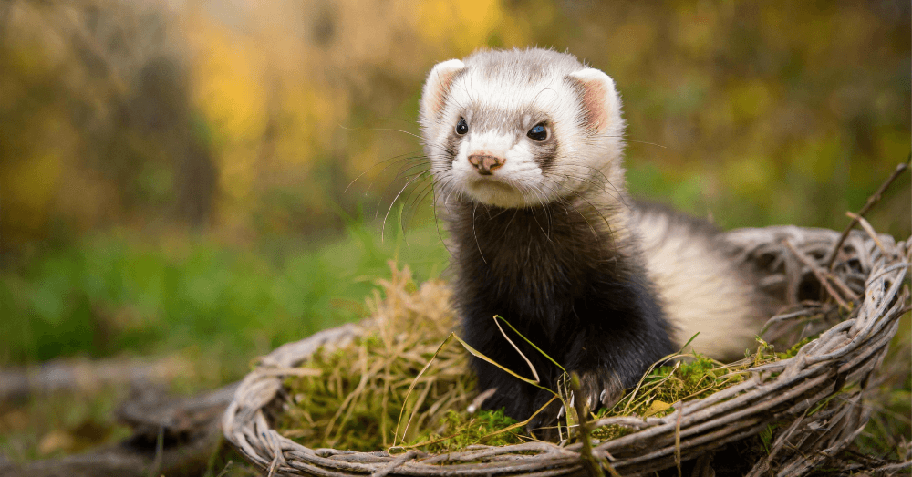 Ferret Legging Was Once a Real Sport - And Yes, It’s Exactly What It Sounds Like