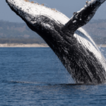Oregon’s Exploding Whale, The Viral Clip Before Viral Clips