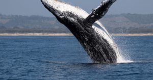 Oregon’s Exploding Whale, The Viral Clip Before Viral Clips