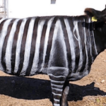 Japanese Farmers Are Painting Cows Like Zebras to Fight Flies