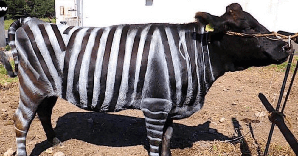 Japanese Farmers Are Painting Cows Like Zebras to Fight Flies