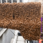 Thousands of Bees Took Over Times Square and Nobody Knew What to Do
