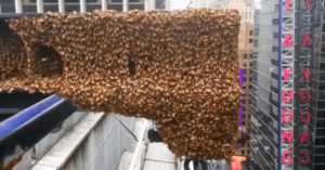 Thousands of Bees Took Over Times Square and Nobody Knew What to Do