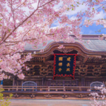 Tourists Ruined It for Everyone Fujiyoshida Pulls the Plug on Its Cherry Blossom Festival