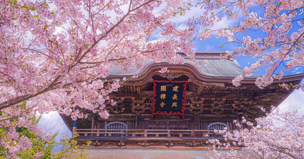 Tourists Ruined It for Everyone Fujiyoshida Pulls the Plug on Its Cherry Blossom Festival