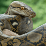 python blood weight loss