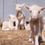 Vermont sheep sextuplets