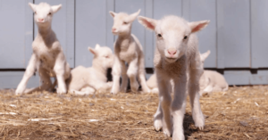 Vermont sheep sextuplets