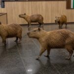 Capybaras Crash a Brazilian Legislature Session featured image