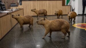 Capybaras Crash a Brazilian Legislature Session featured image