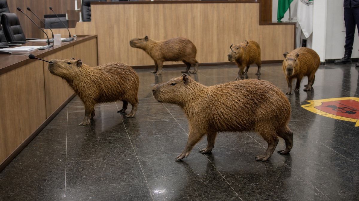 Capybaras Crash a Brazilian Legislature Session featured image