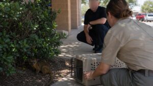 A Honey Bear Beat the Texas Heat Behind a Pizza Shop Trash Can